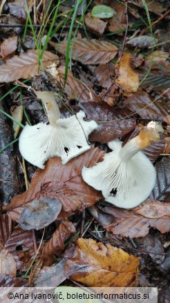 Clitocybe odora