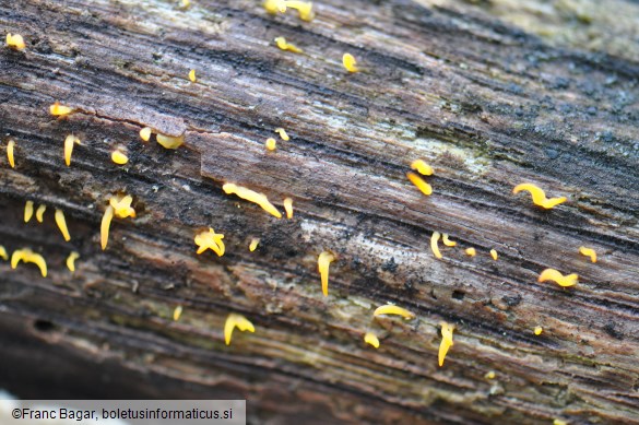 Calocera cornea