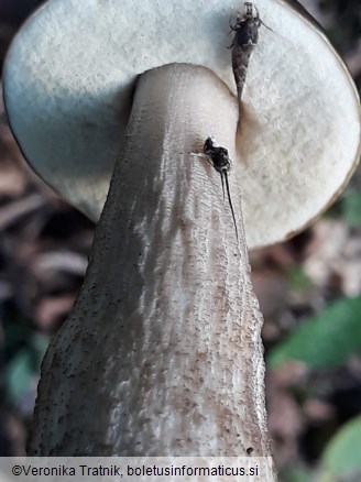 Leccinellum pseudoscabrum