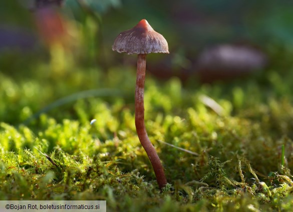 Cortinarius desertorum