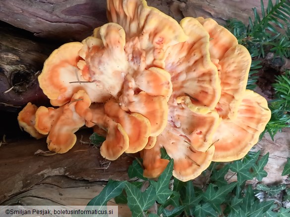 Laetiporus sulphureus