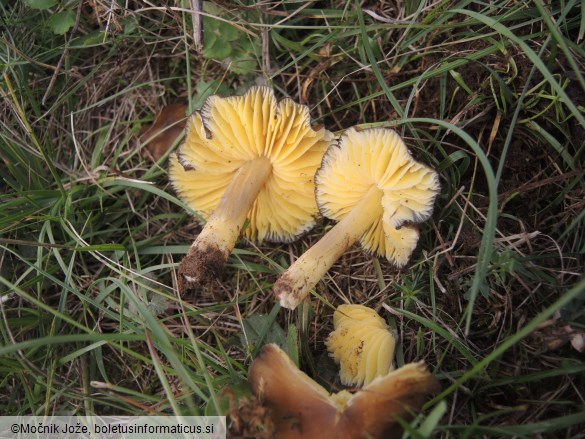 Hygrocybe spadicea