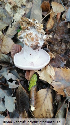 Lepista glaucocana