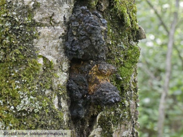 Inonotus obliquus