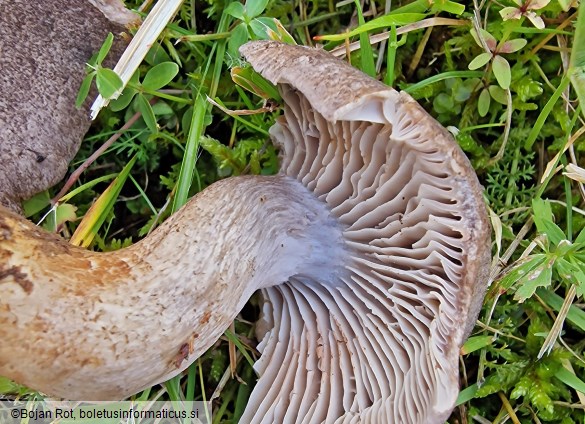 Pseudotricholoma metapodium