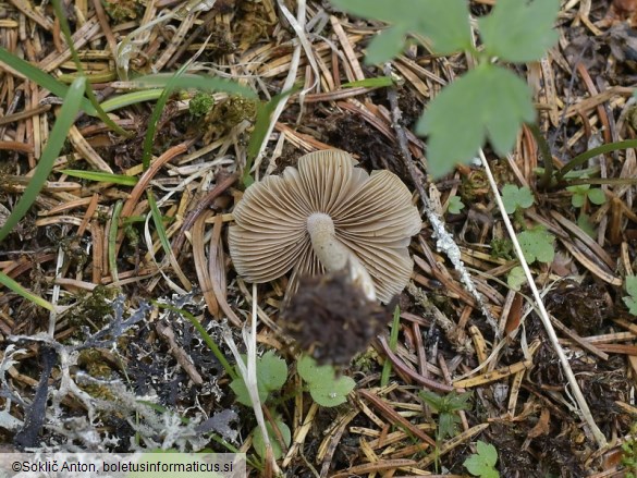 Inocybe fuscidula