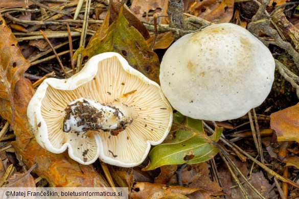 Clitopilus prunulus