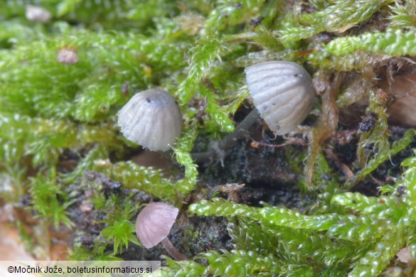 Mycena pseudocorticola