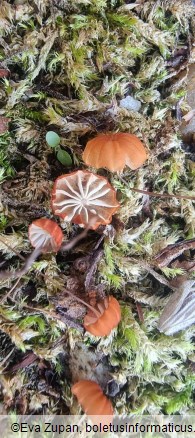 Marasmius curreyi