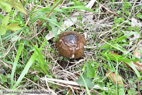 Pluteus cervinus