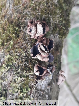 Encoelia furfuracea