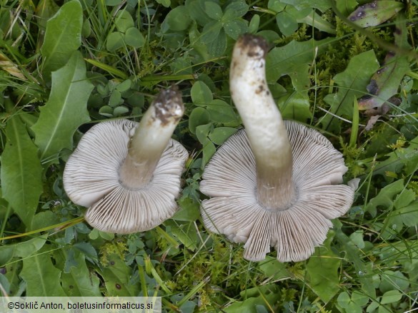 Entoloma ochreoprunuloides