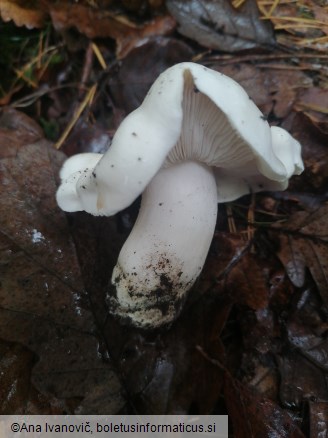 Tricholoma columbetta