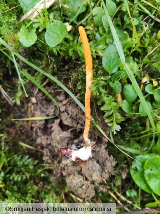 Cordyceps militaris
