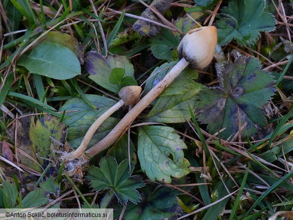 Psilocybe semilanceata