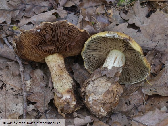 Calonarius elegantissimus