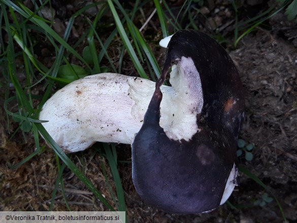 Russula langei