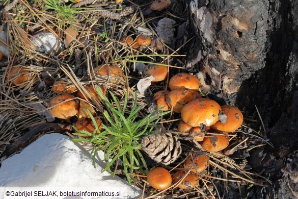 Pholiota carbonaria