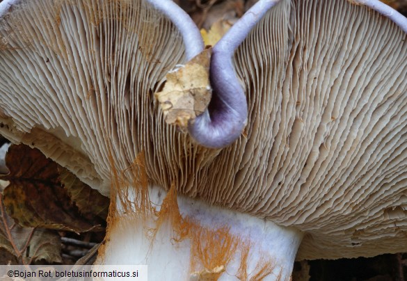 Cortinarius cumatilis