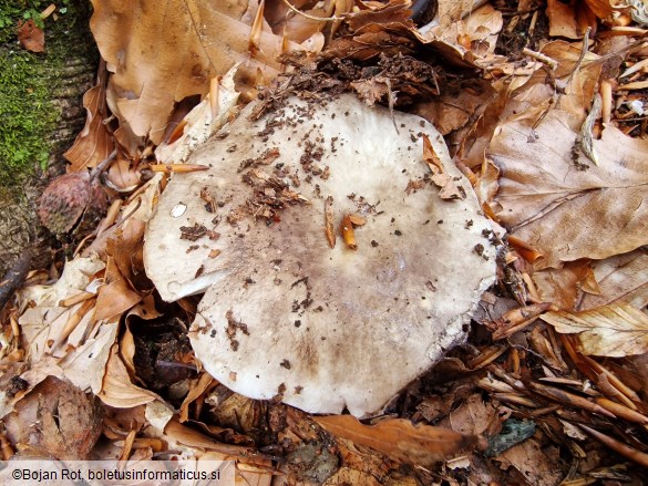 Russula densifolia