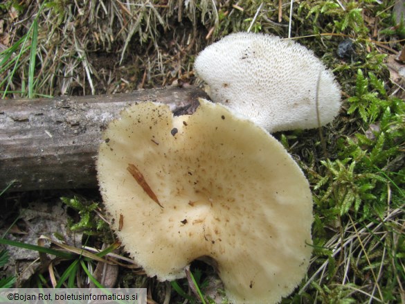 Polyporus tuberaster