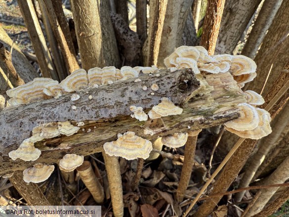 Trametes ochracea