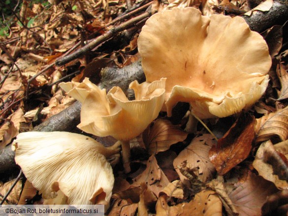 Clitocybe costata