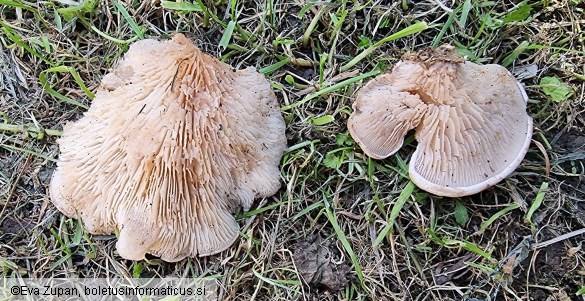 Lignomyces vetlinianus