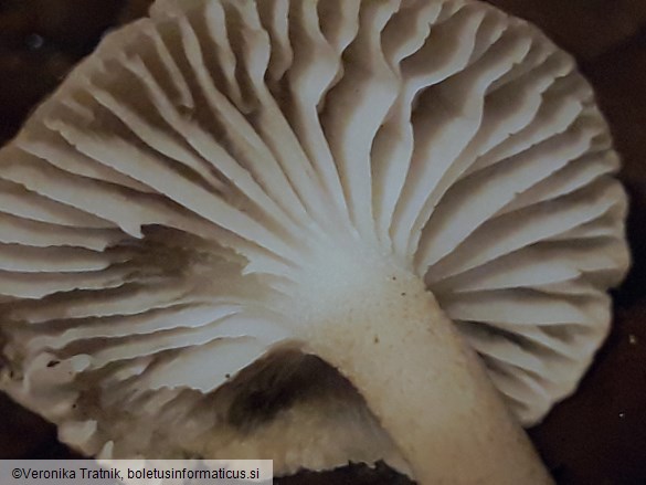 Hygrophorus hypothejus