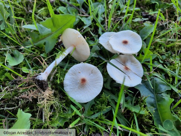 Lepiota cristata
