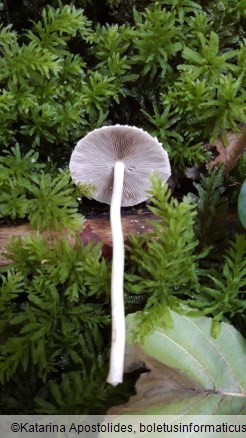 Psathyrella candolleana