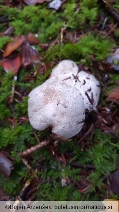 Tricholoma pardinum