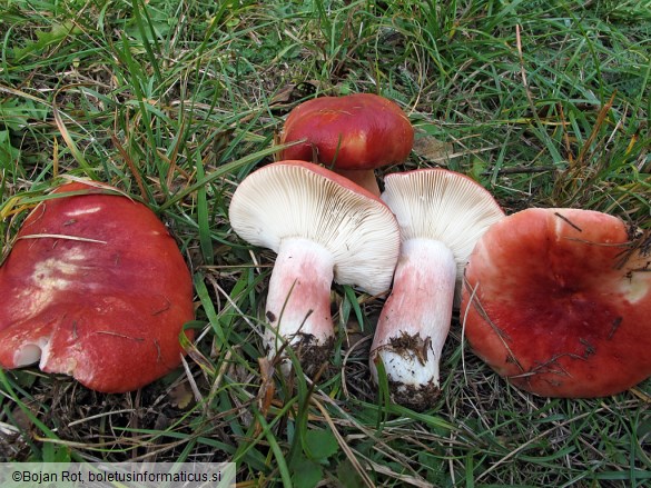 Russula rhodopus