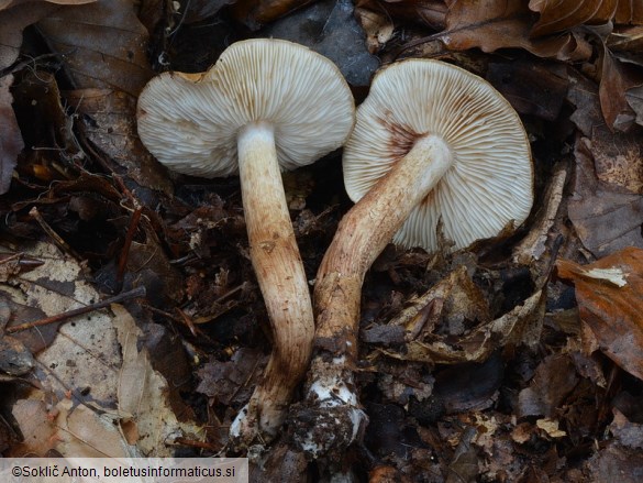 Tricholoma ustale