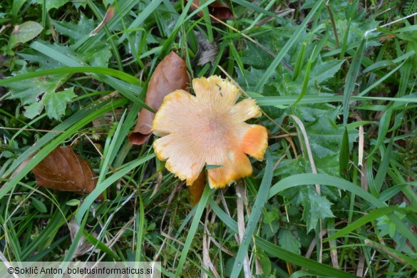 Hygrocybe intermedia