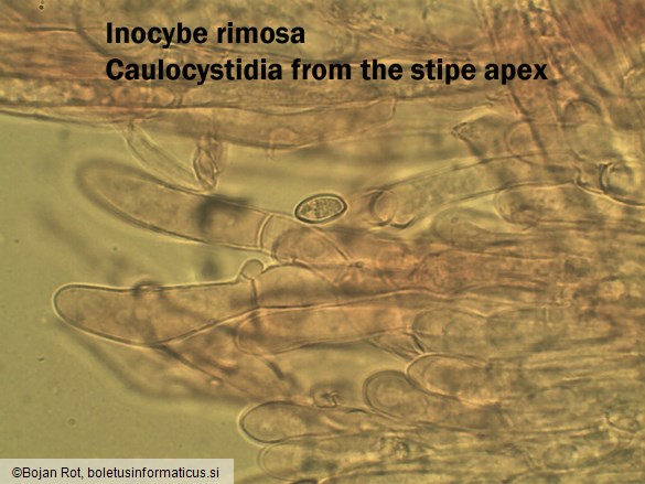 Inocybe rimosa