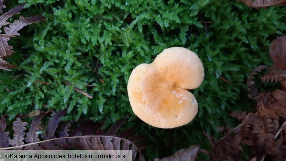 Hygrophoropsis aurantiaca