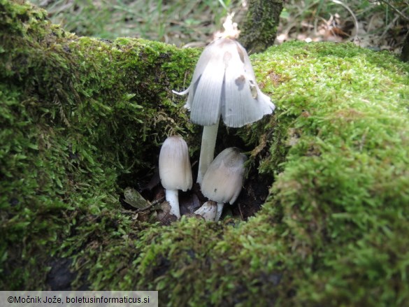 Coprinopsis alopecia