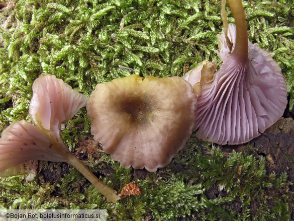 Omphalina cyanophylla