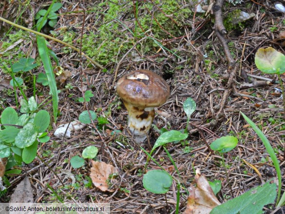 Suillus brunneolus