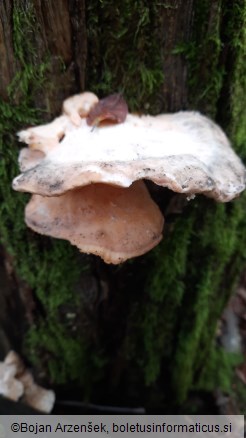 Laetiporus sulphureus