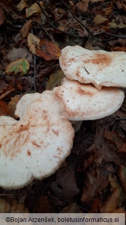 Rhodocollybia maculata