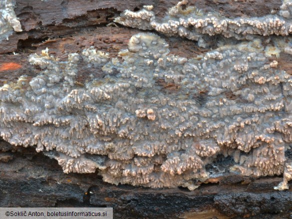 Phlebia rufa