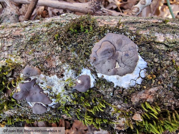 Dictydiaethalium plumbeum