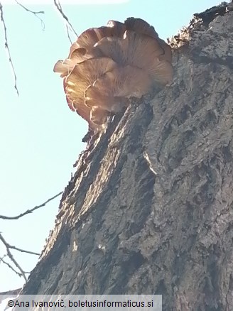 Pleurotus ostreatus