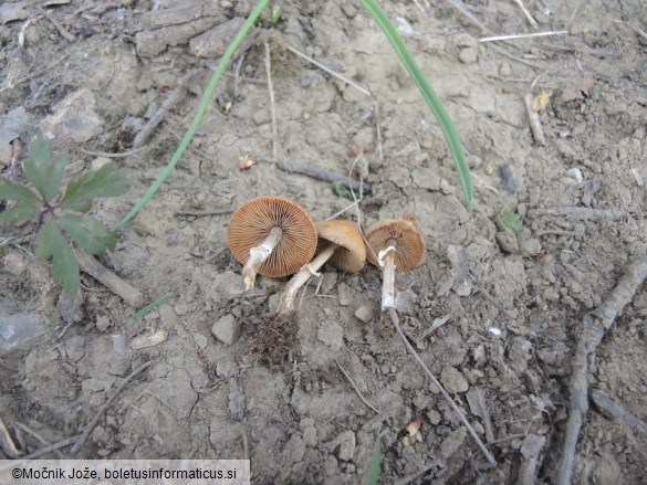 Conocybe aporos