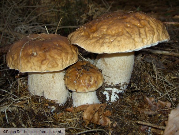 Boletus edulis