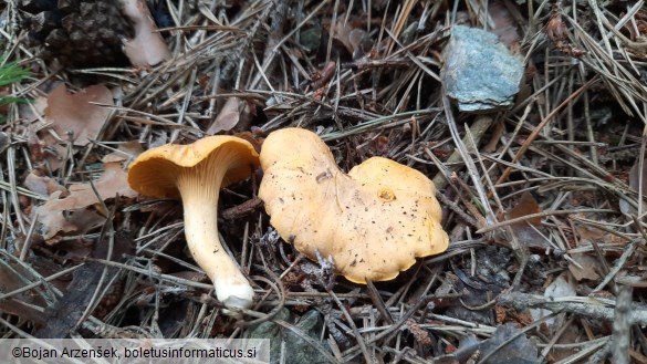 Cantharellus cibarius