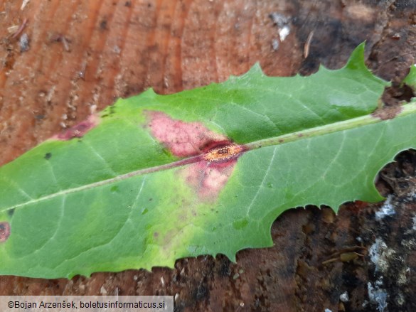 Puccinia variabilis