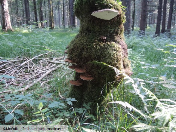 Ganoderma applanatum